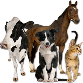Henderson County Veterinary Hospital - Veterinarian serving Athens, TX and Anderson, Navarro, Kaufman, and other surrounding counties. - About Us!