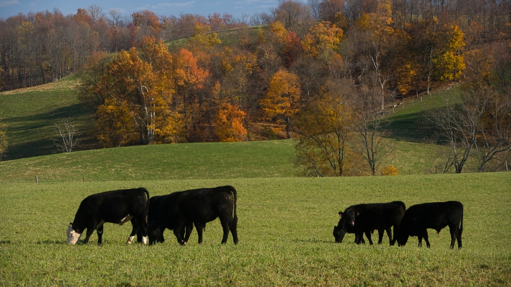 Cows in field