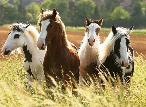 Horses